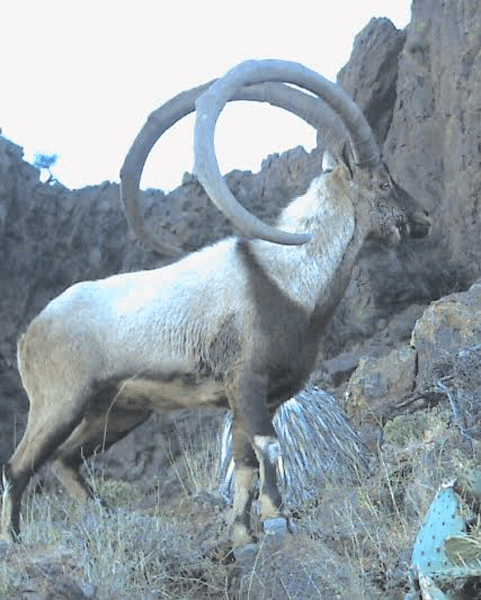 Giant new mexico ibex