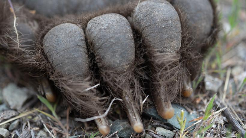 Bear Paw