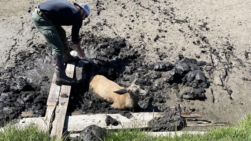 Game warden rescues mule deer from mud pit - 0