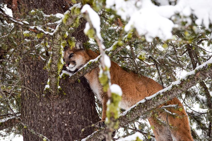 Treed mountain lion in montana_0