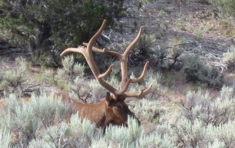 The keys to antler growth: Age, genetics, nutrition - 2
