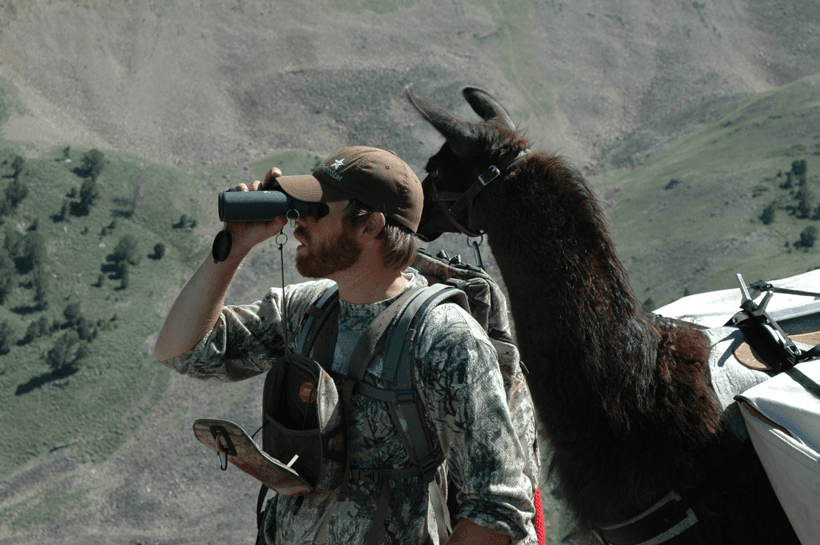 Glassing with a llama