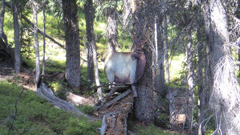 Using decoys for elk hunting