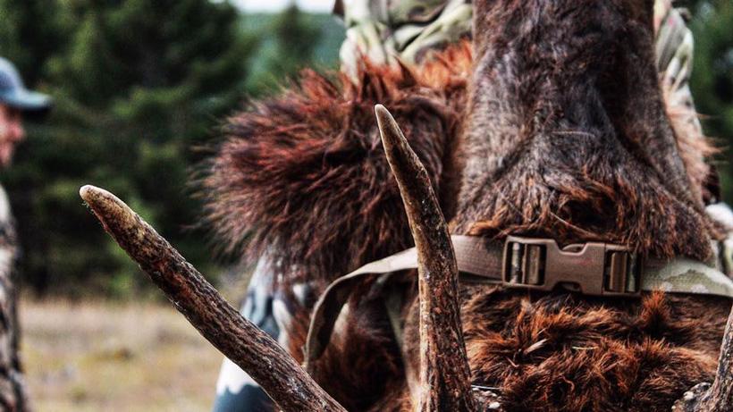 Bull elk on backpack