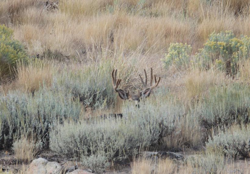 Buck bedded in the open
