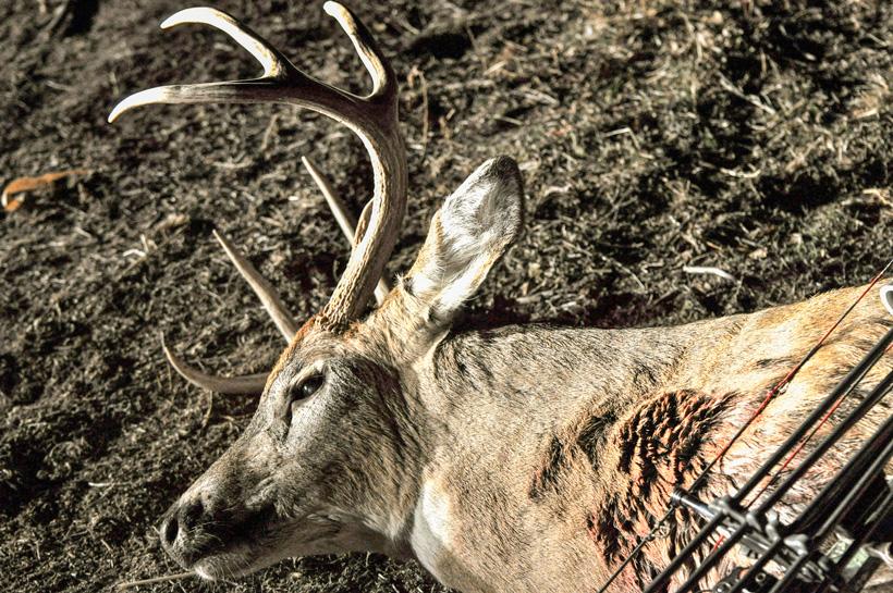 Kansas archery whitetail buck