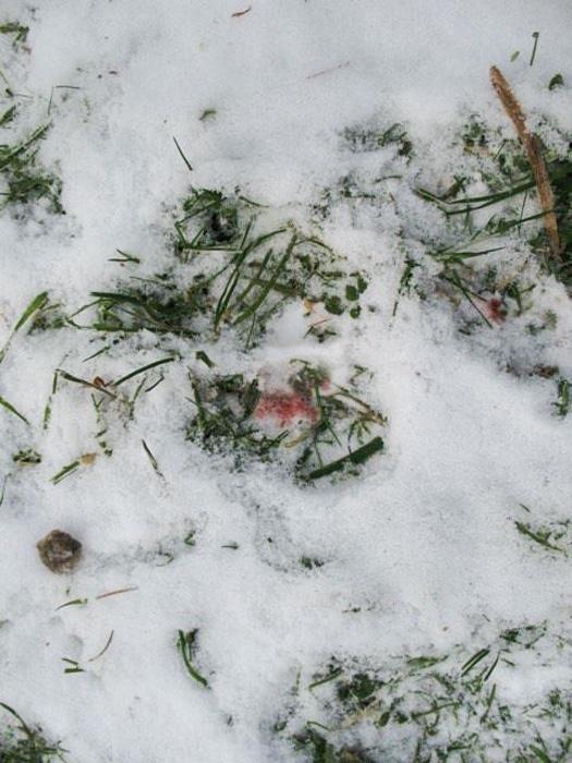 Track from a hoof rot elk in snow