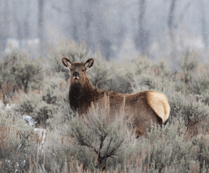 Cow elk in snow