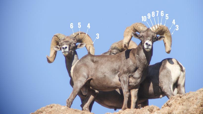 How to accurately age bighorn sheep - 5