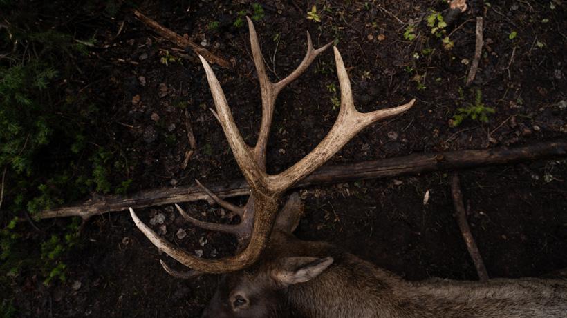 Bull elk down neville