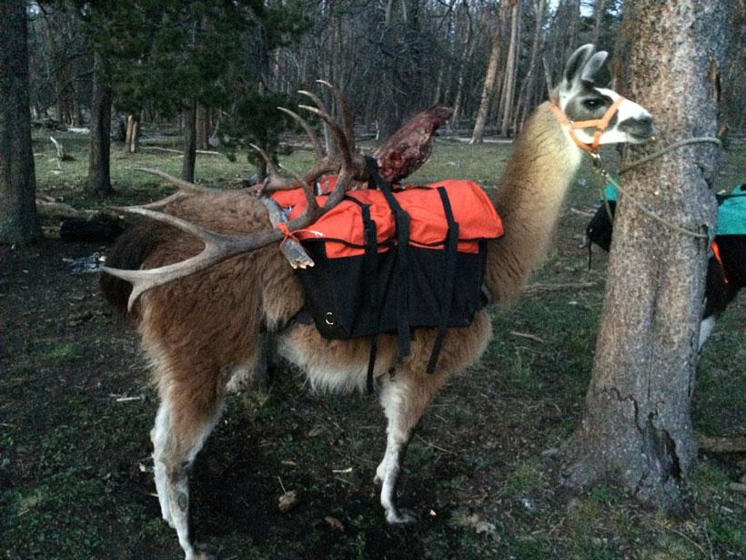 Why pack llamas for your next hunt? - 2