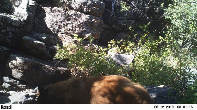 Spring bear hunting trail camera picture