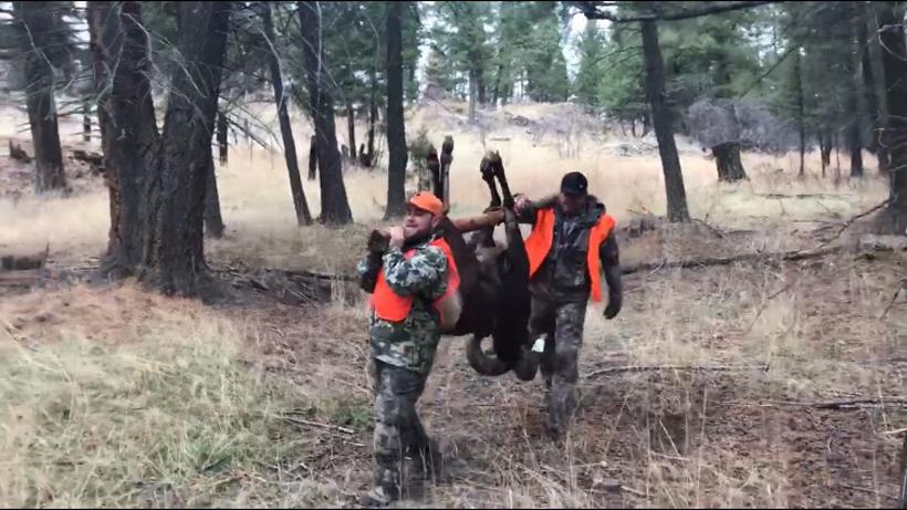 Bighorn sheep hunt 9