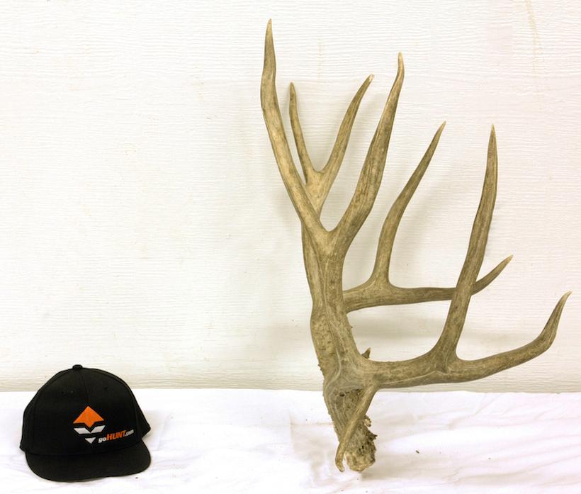 Mule deer resize right_0