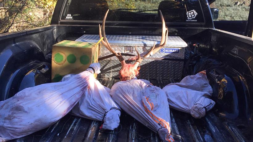 Elk quarters in back of truck