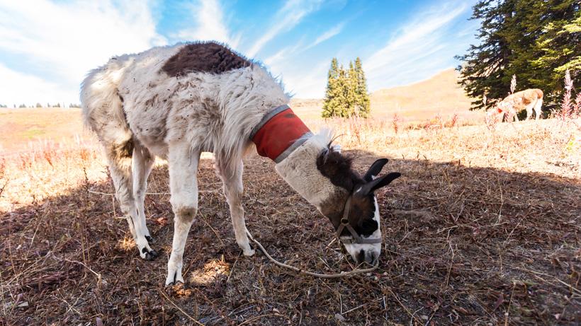Llamas feeding near camp while hunting
