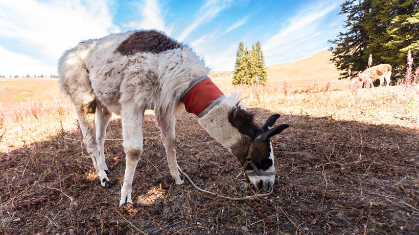 6 reasons why llamas are the ultimate pack animal for hunting - 3