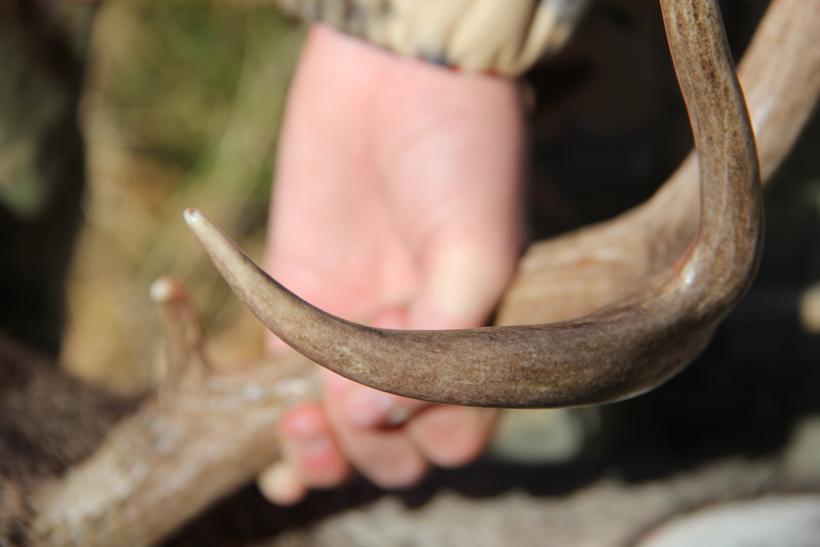 Antler close up