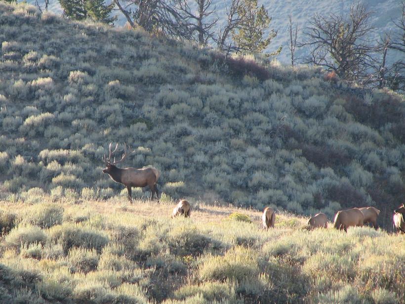 How to create success on difficult elk hunts - 0