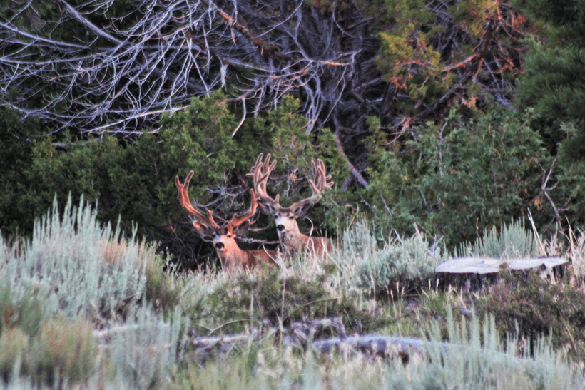 APPLICATION STRATEGY 2015: Utah mule deer - 1d