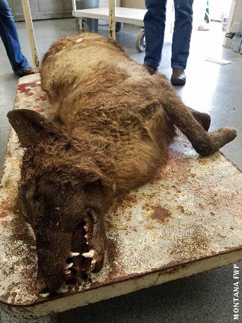 Strange Montana wolf