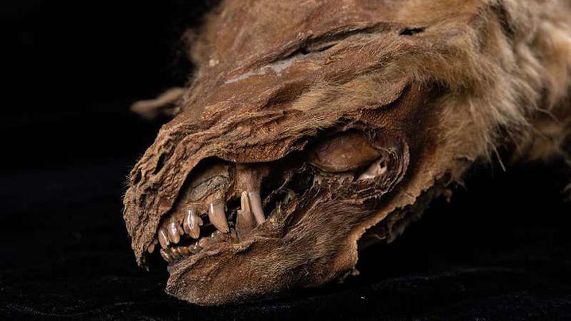 57000 year old mummified wolf pup