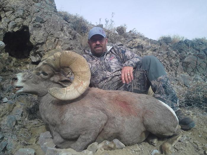 Nevada rocky bighorn ram