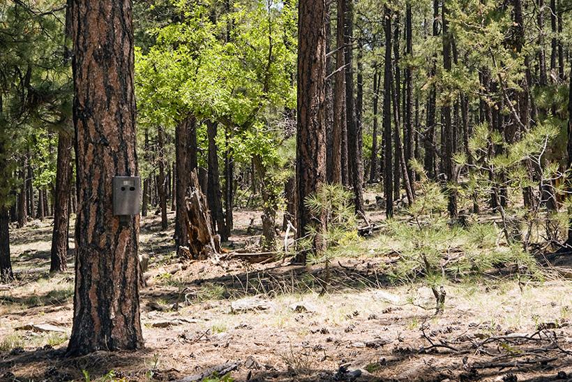 Trail camera trail