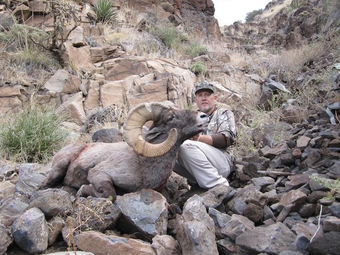 Arizona bighorn sheep dieringer outfitters