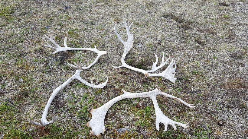 Picking up Caribou shed antlers