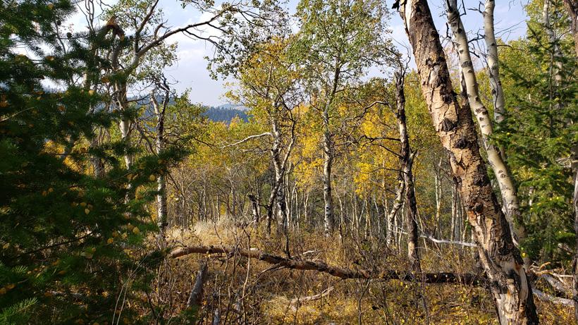 Scouting while hunting 3