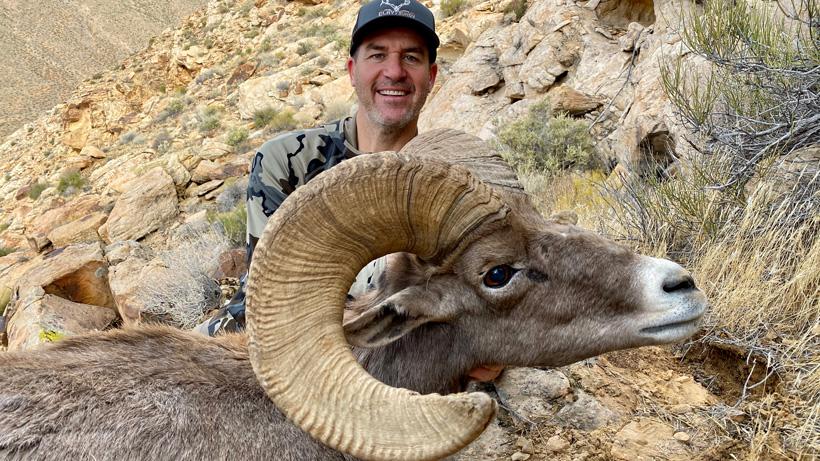 Daryl bingham bighorn sheep