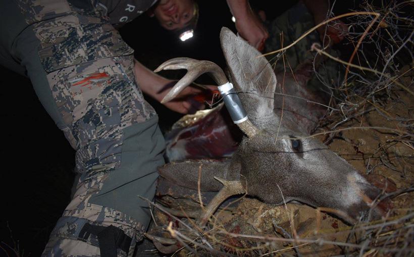 Doubling up on Arizona Coues deer - 12