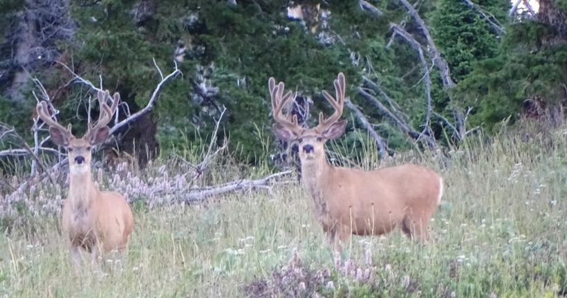 Pair of velvet bucks