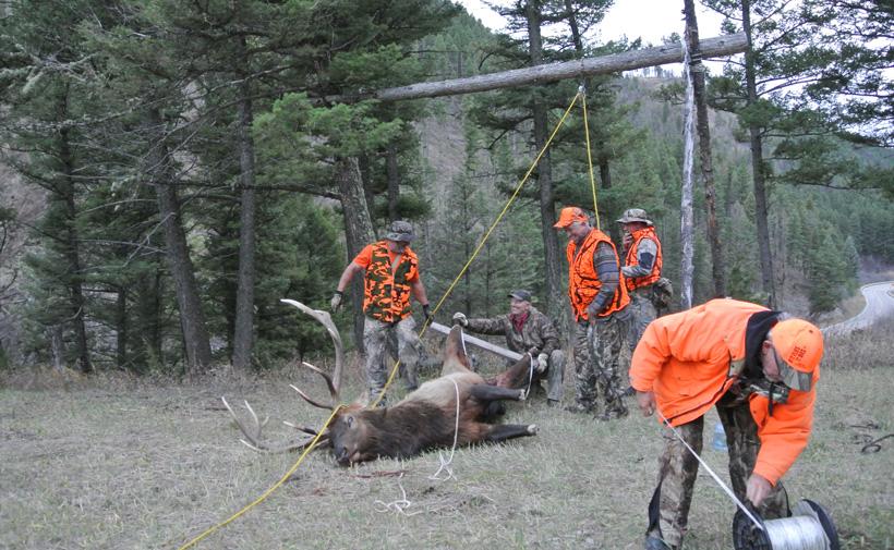Hanging up randys montana bull elk