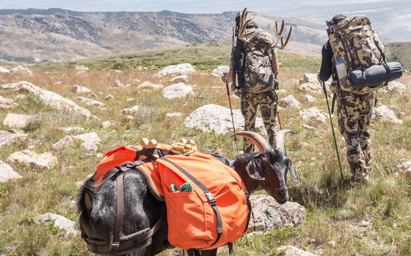 Packing out velvet mule deer buck