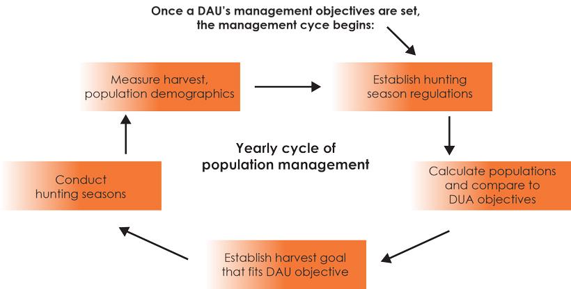 Colorado management cycle