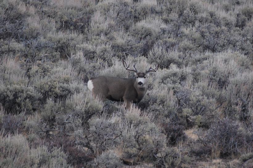 Mule deer buck in sagebrush