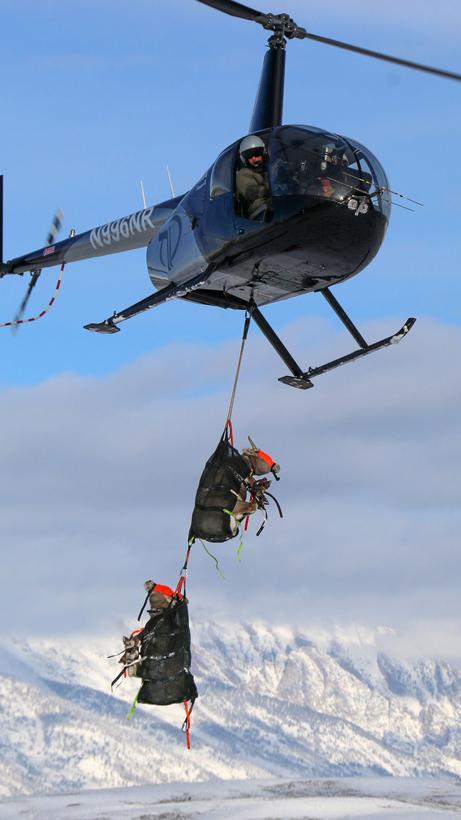Bighorn sheep capture and collar successful in Wyoming - 1