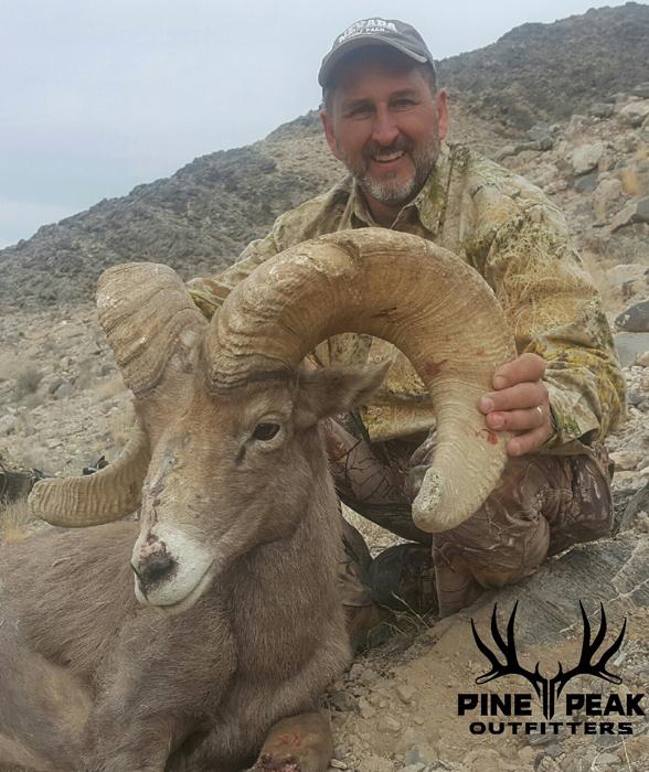 Nevada desert bighorn taken with pine peak outfitters