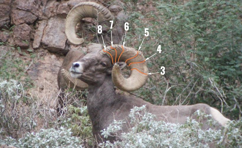 How to accurately age bighorn sheep - 9