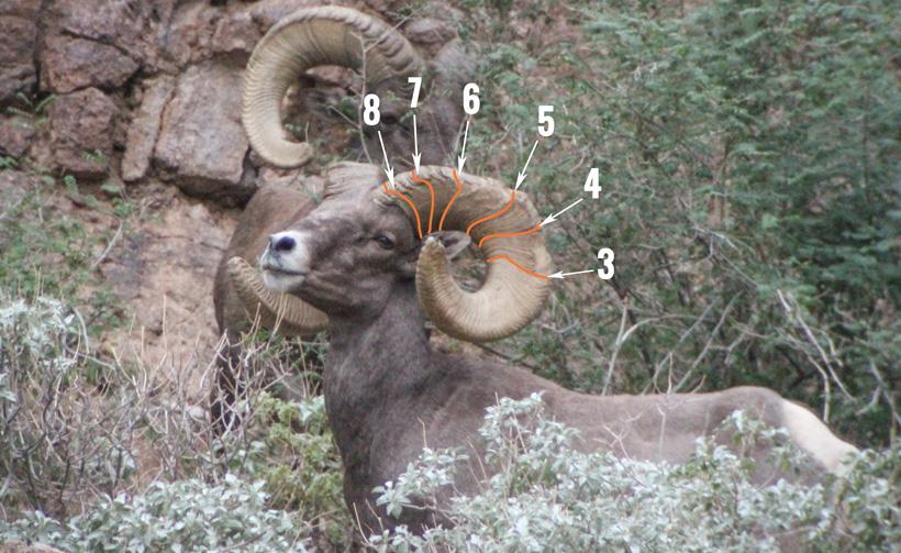 8 year old bighorn sheep ram annuli rings