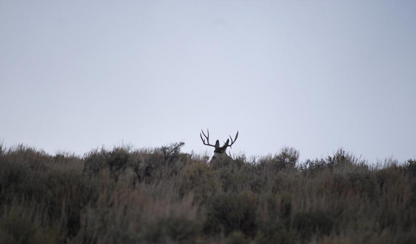 Rutting mule deer buck