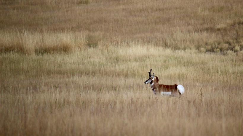 Antelope buck in rut
