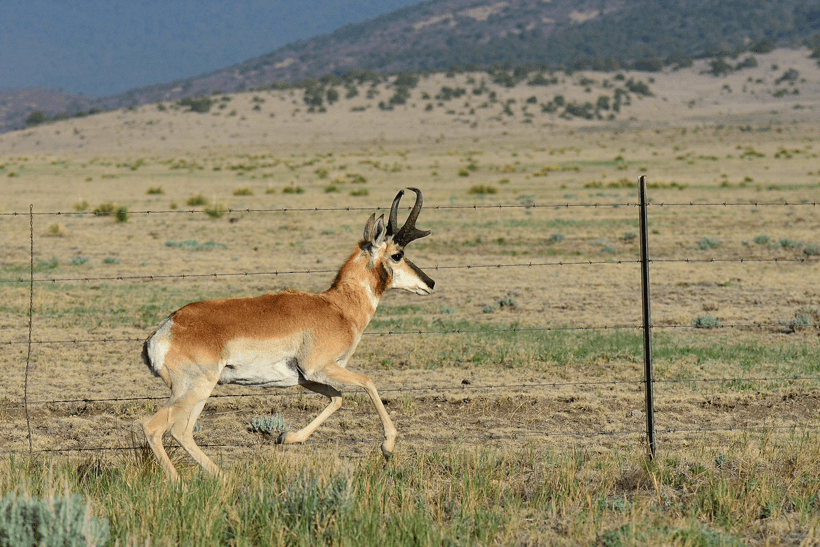 New mexico antelope buck