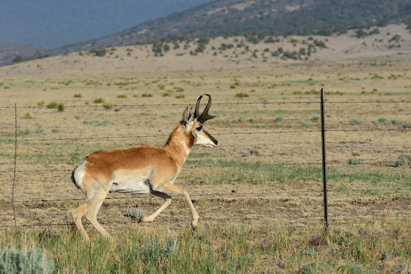 APPLICATION STRATEGY 2015: New Mexico deer, elk, antelope - 5d