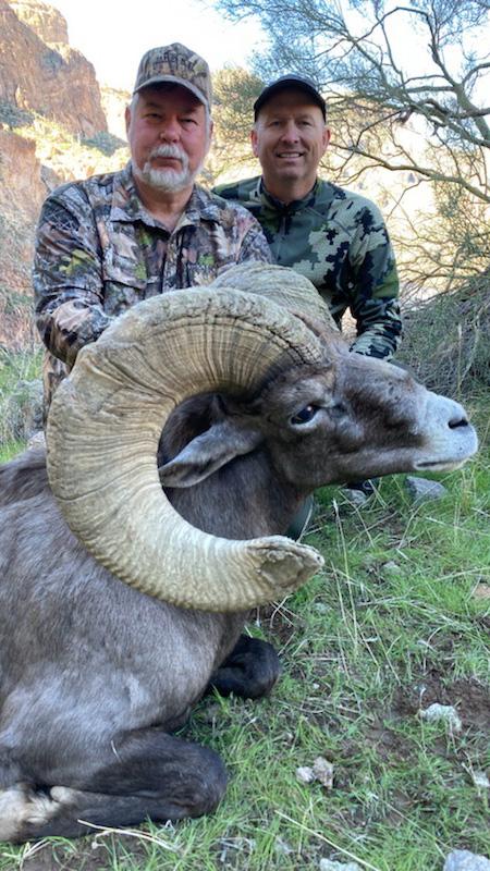 Bill drake bighorn sheep