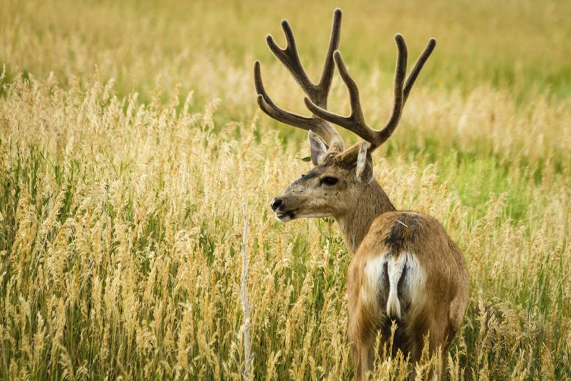 Mule deer in velvet