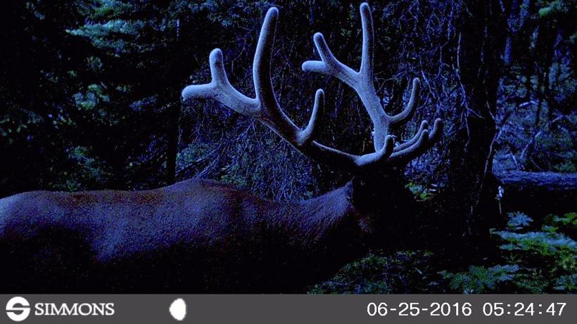 An elk hunting season to remember - 2