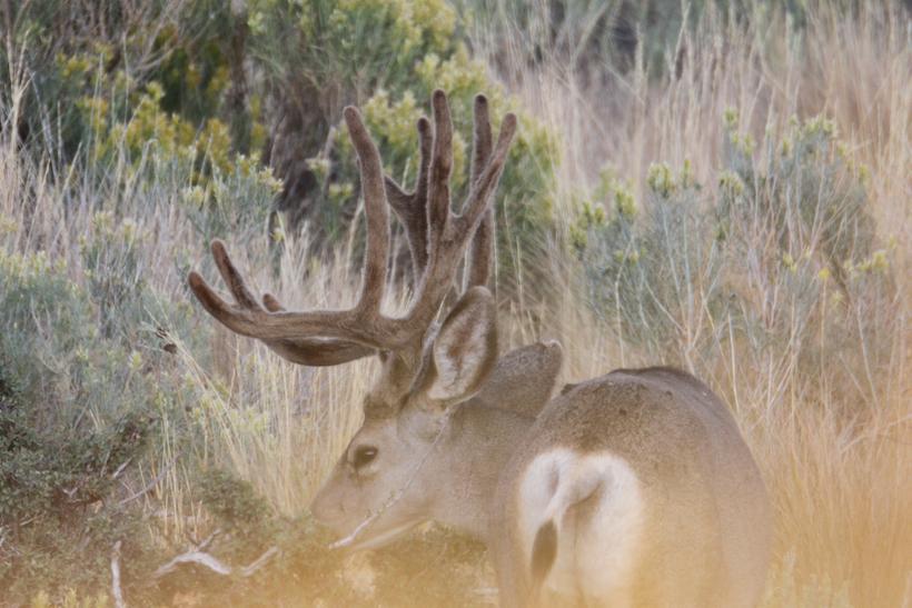 Tactics for scouting mule deer in their summer range - 0